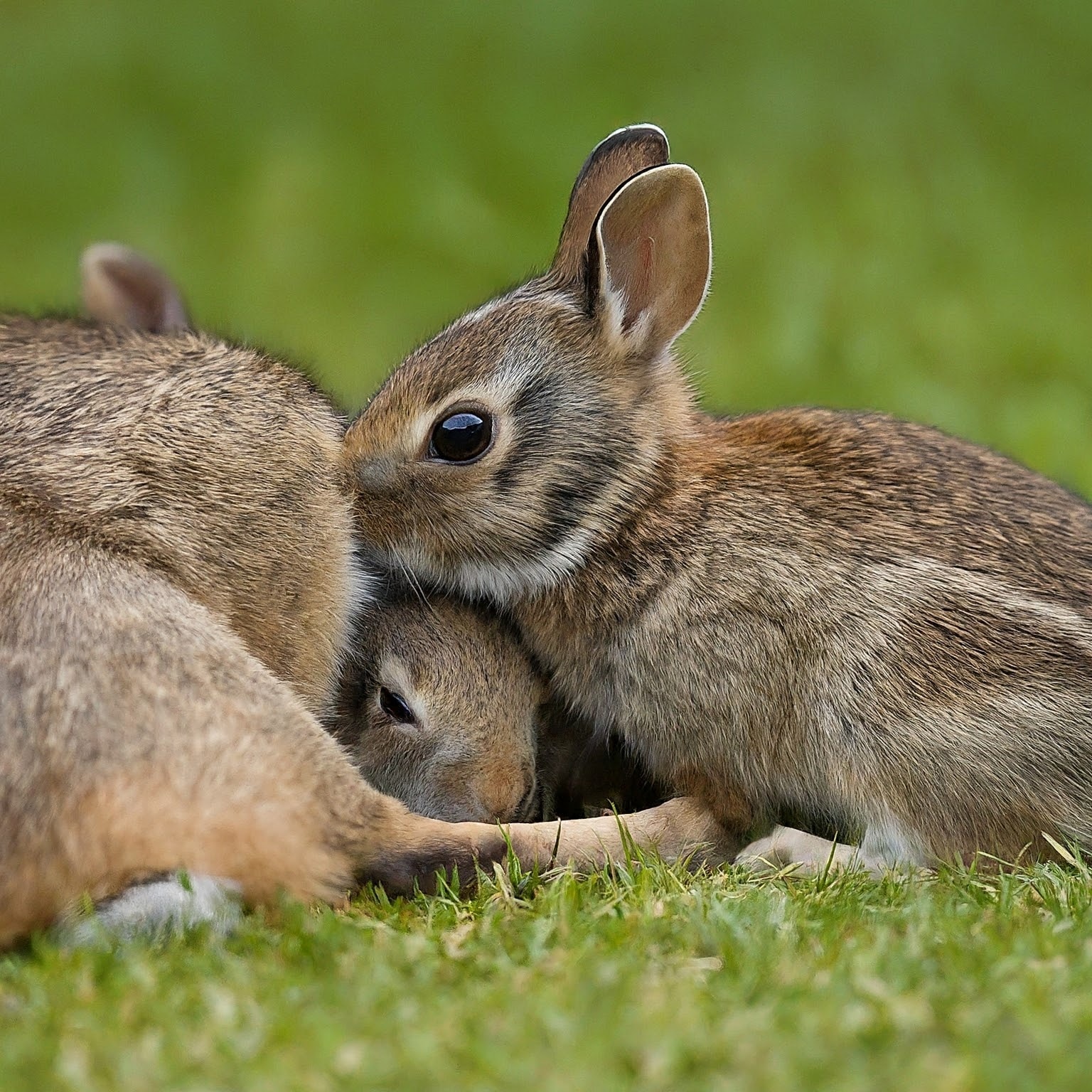 How Mother Rabbits Care for Their Baby Rabbits