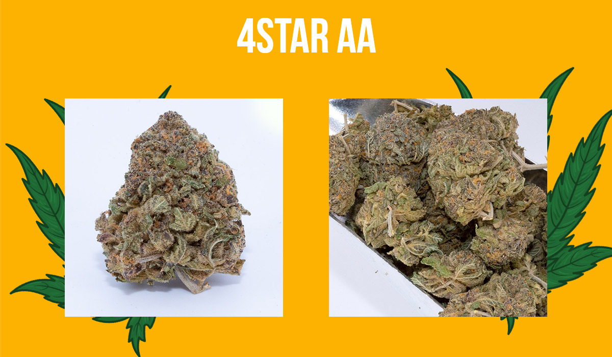 4Star AA Weed Strain