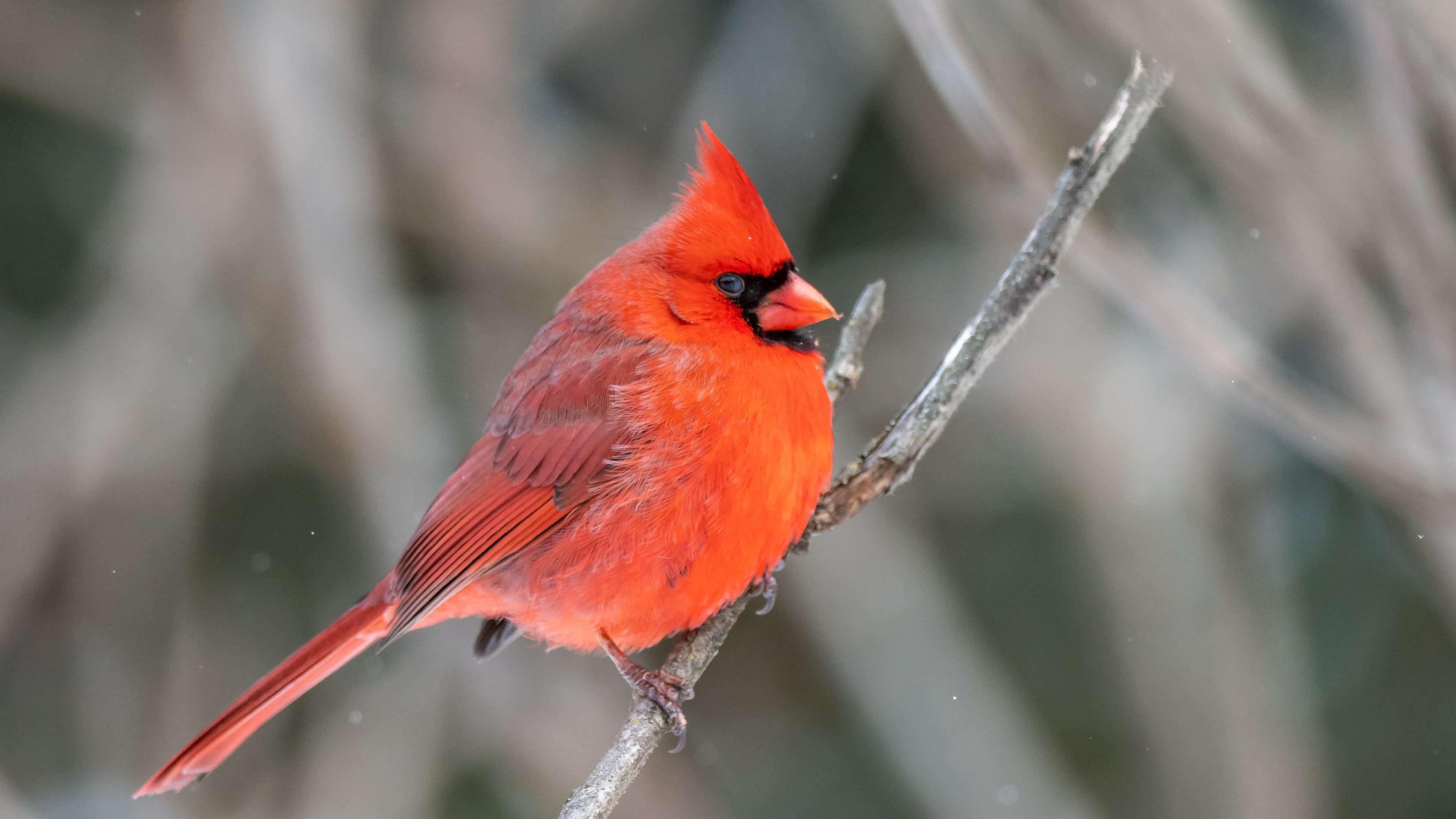Red Cardinal after death