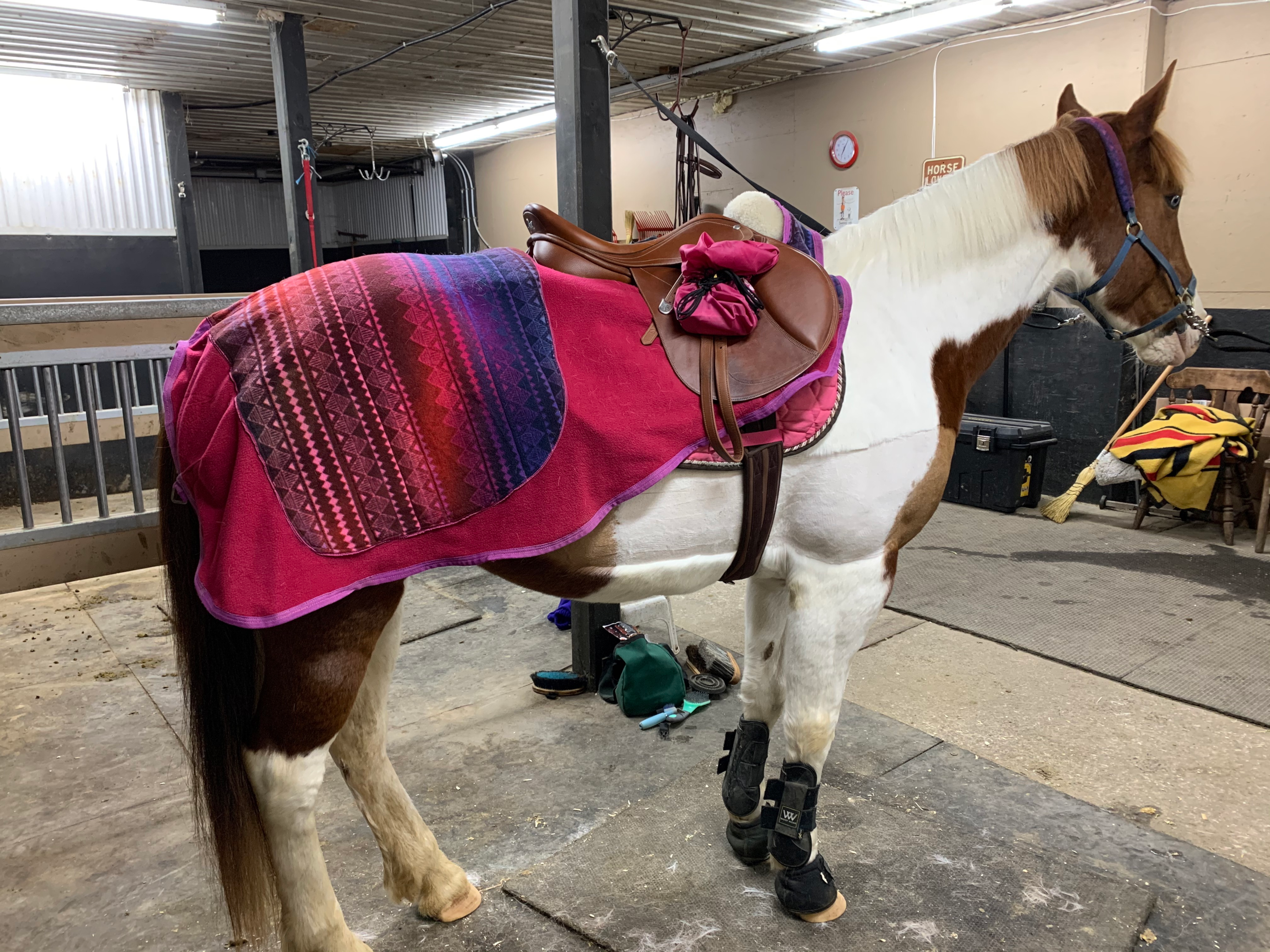 19 year old horse with a trace clip wearing a quarter sheet