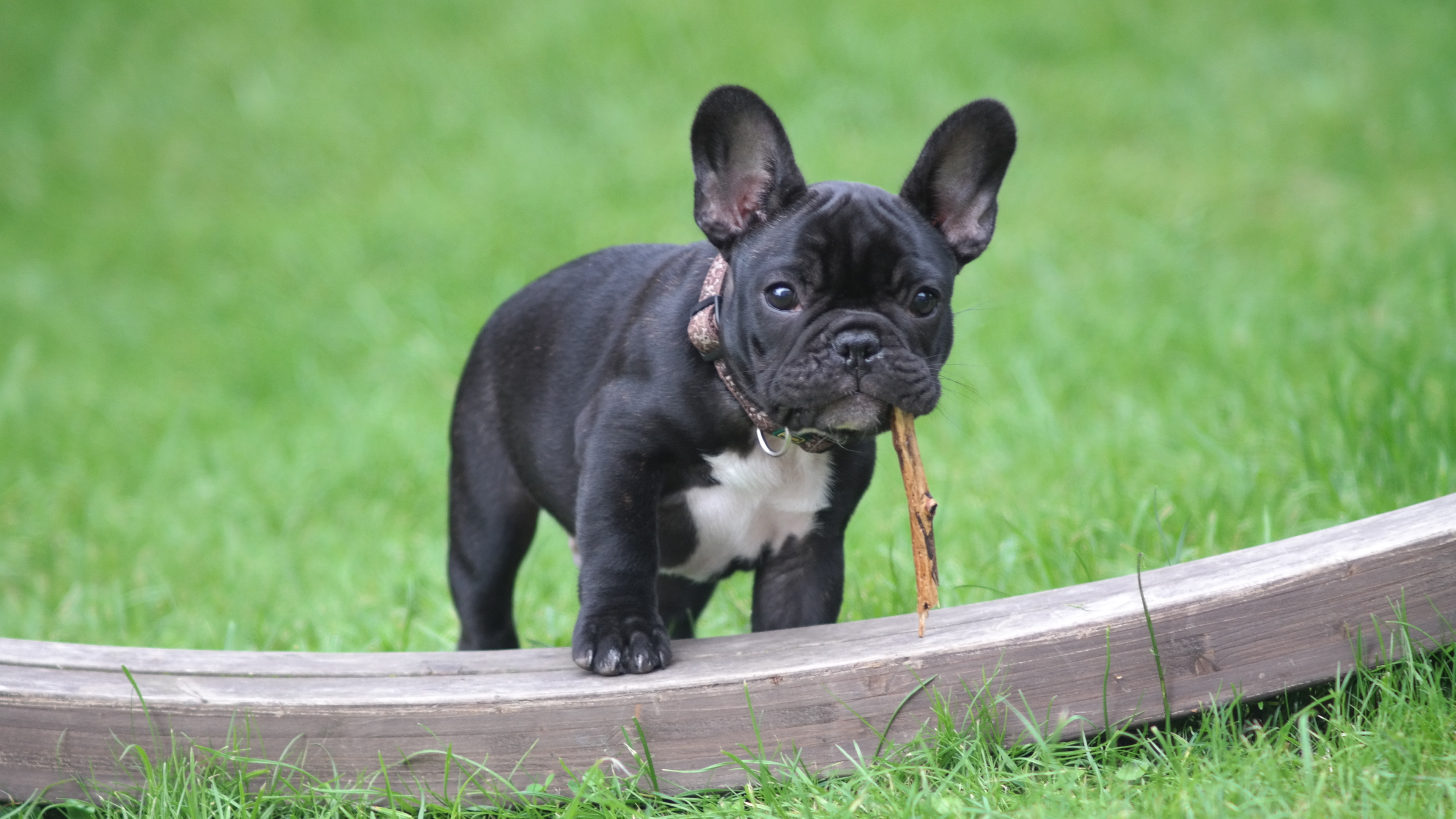 A puppy French Bulldog