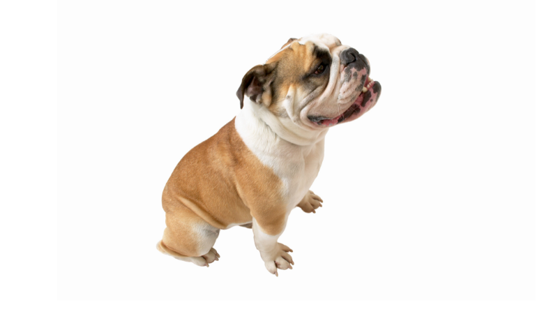 b6ec6697 d747 42f0 90b3 9ec41f315d02 English Bulldog Price (The Ultimate Guide for New Pet Owners)