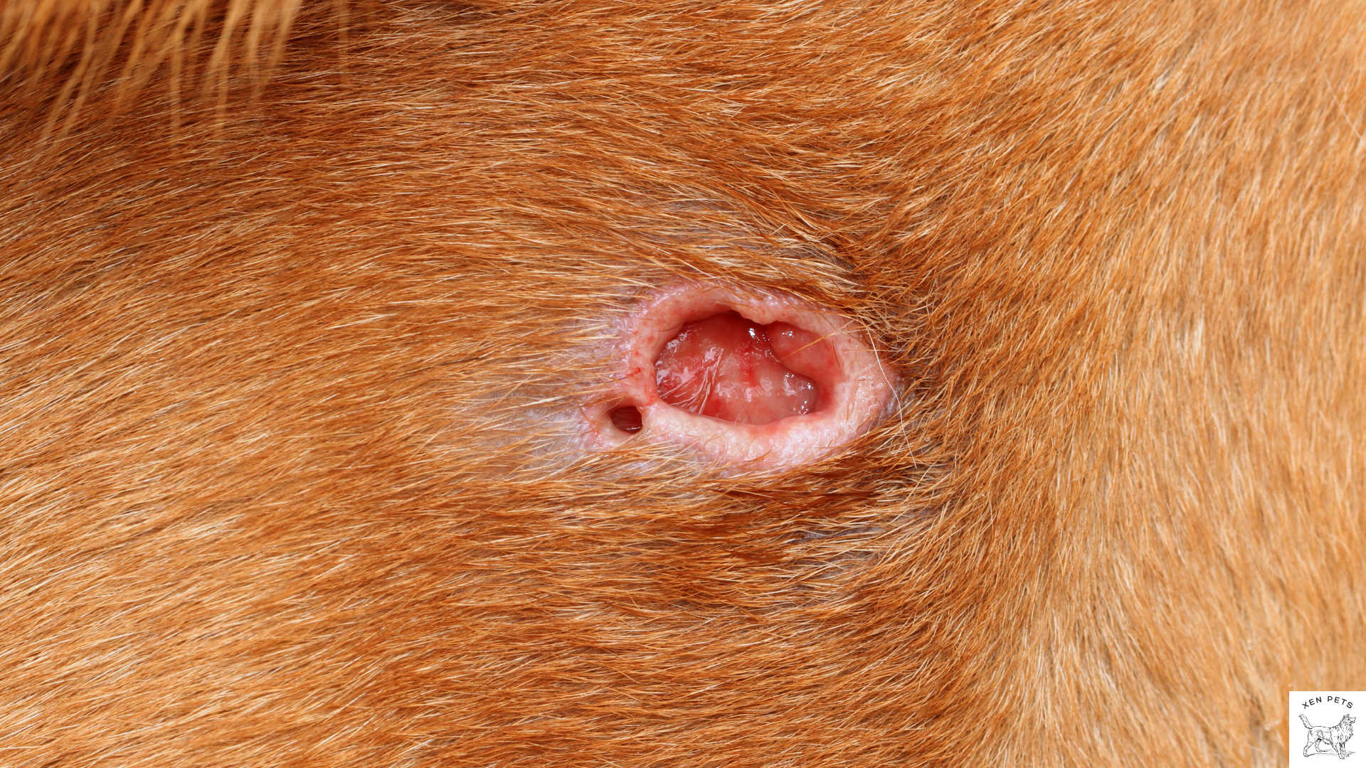 reoccurring wounds are a sign of zinc deficiency in dogs