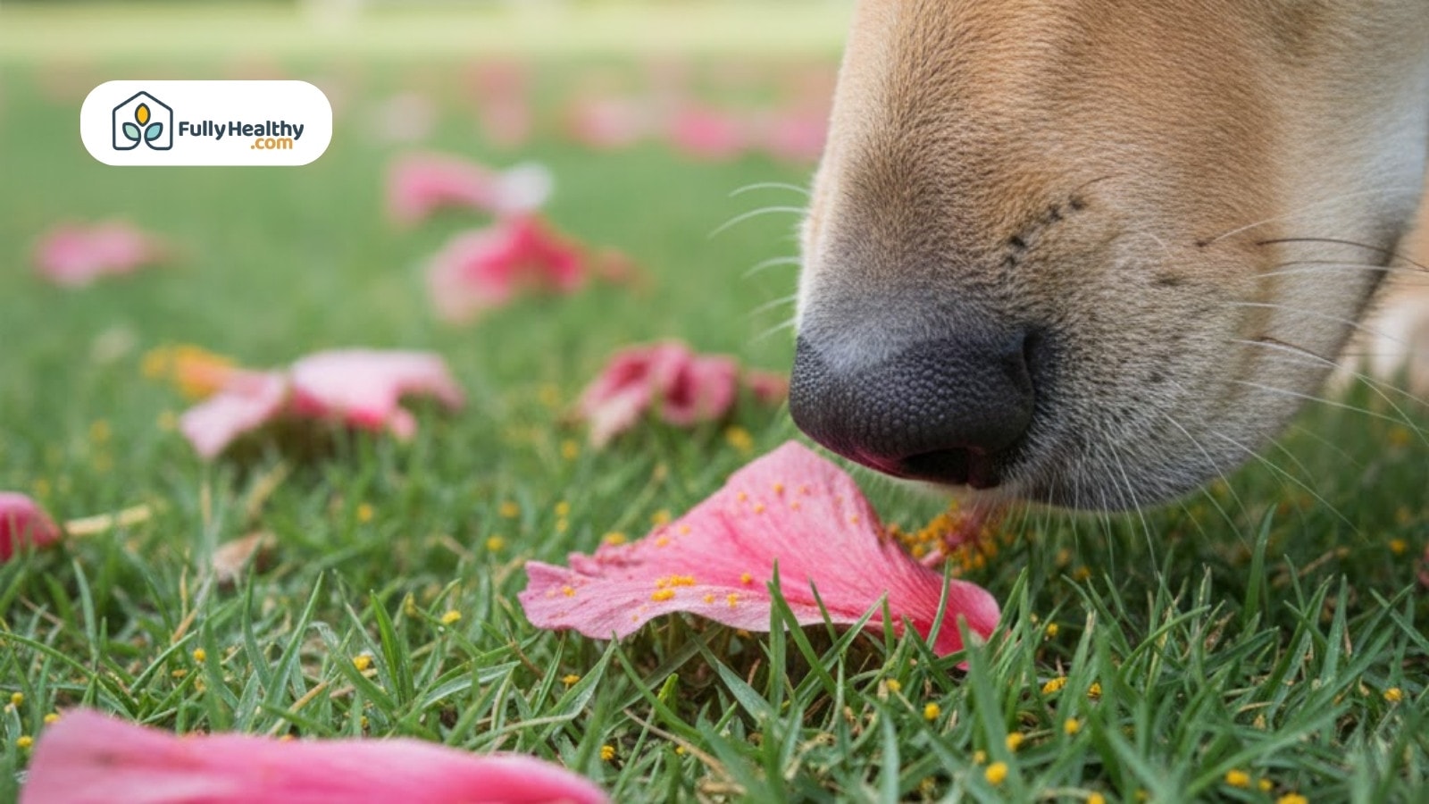 Dog sniffing fallen hibiscus petals scattered across green lawn outdoors