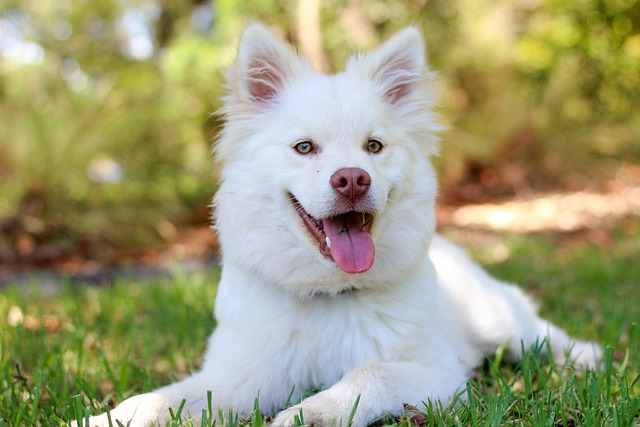 Bladder Stones in Dogs: Uncover Causes and Treatment Strategies! 9 remove bladder stones, frequent urination, urinary obstructions, large stones, medical emergency, prevent recurrence, oxalate stones, non surgical procedures, mineral composition, therapeutic diet, bladder lining, surgical procedure