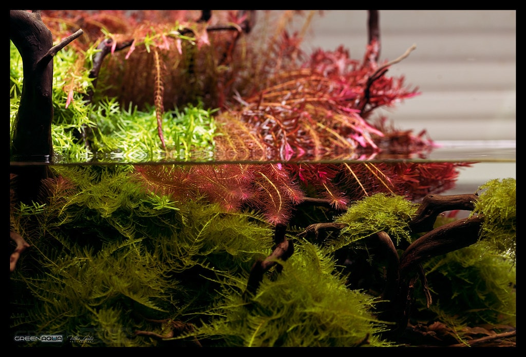 small water changes or less frequent large water change - which is better?