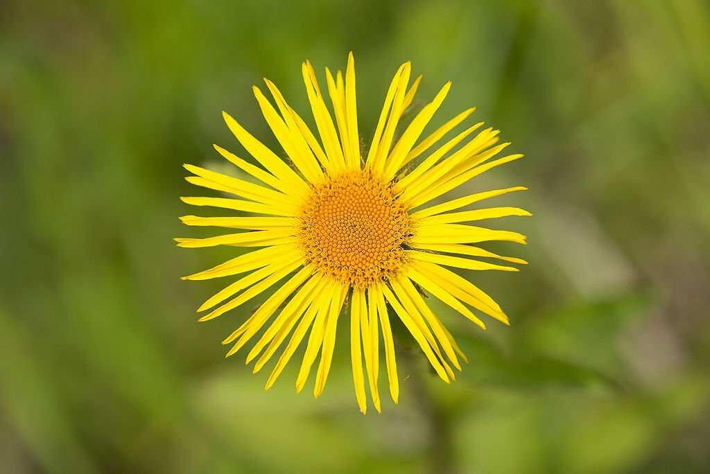 Elecampane