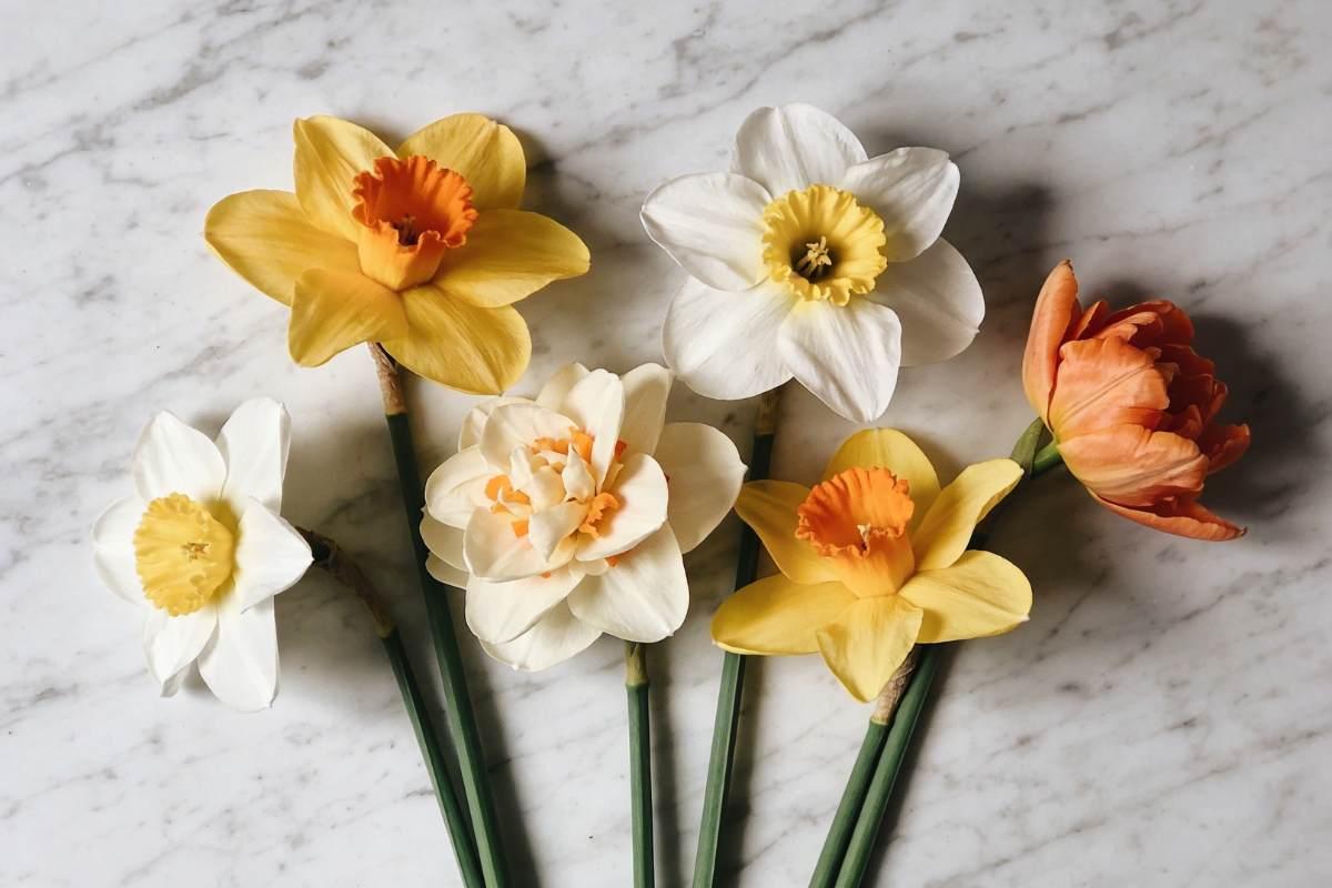 Daffodils in four colour varieties arranged on marble — yellow, white, cream, and orange-cupped