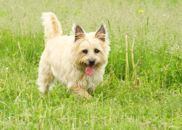 A picture of a Cairn Terrier. 
