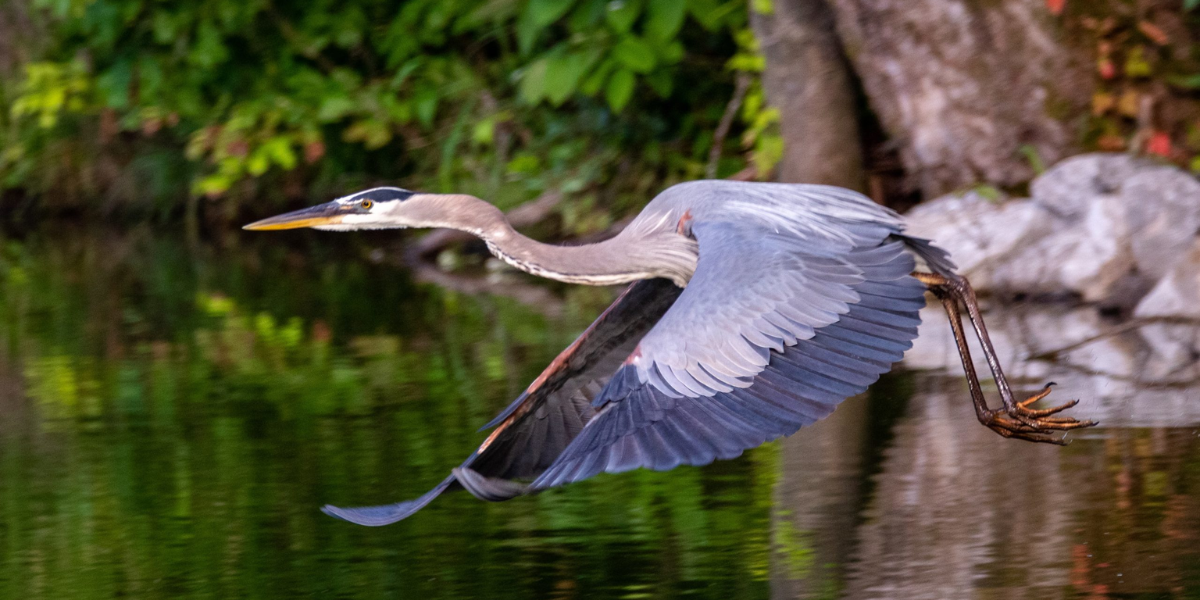 interesting animals in new jersey