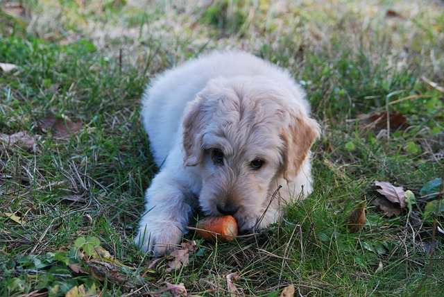 Crunch Veggies Carrot Dog Toy - Large