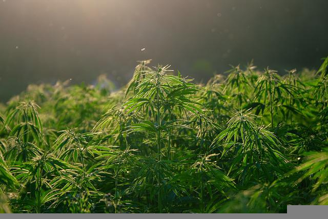 hemp, plant, cannabis