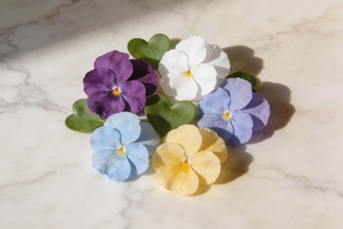 Violet flowers in four colours arranged on marble — purple, white, blue, and yellow