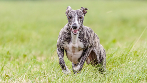 A front view of a running Whippet