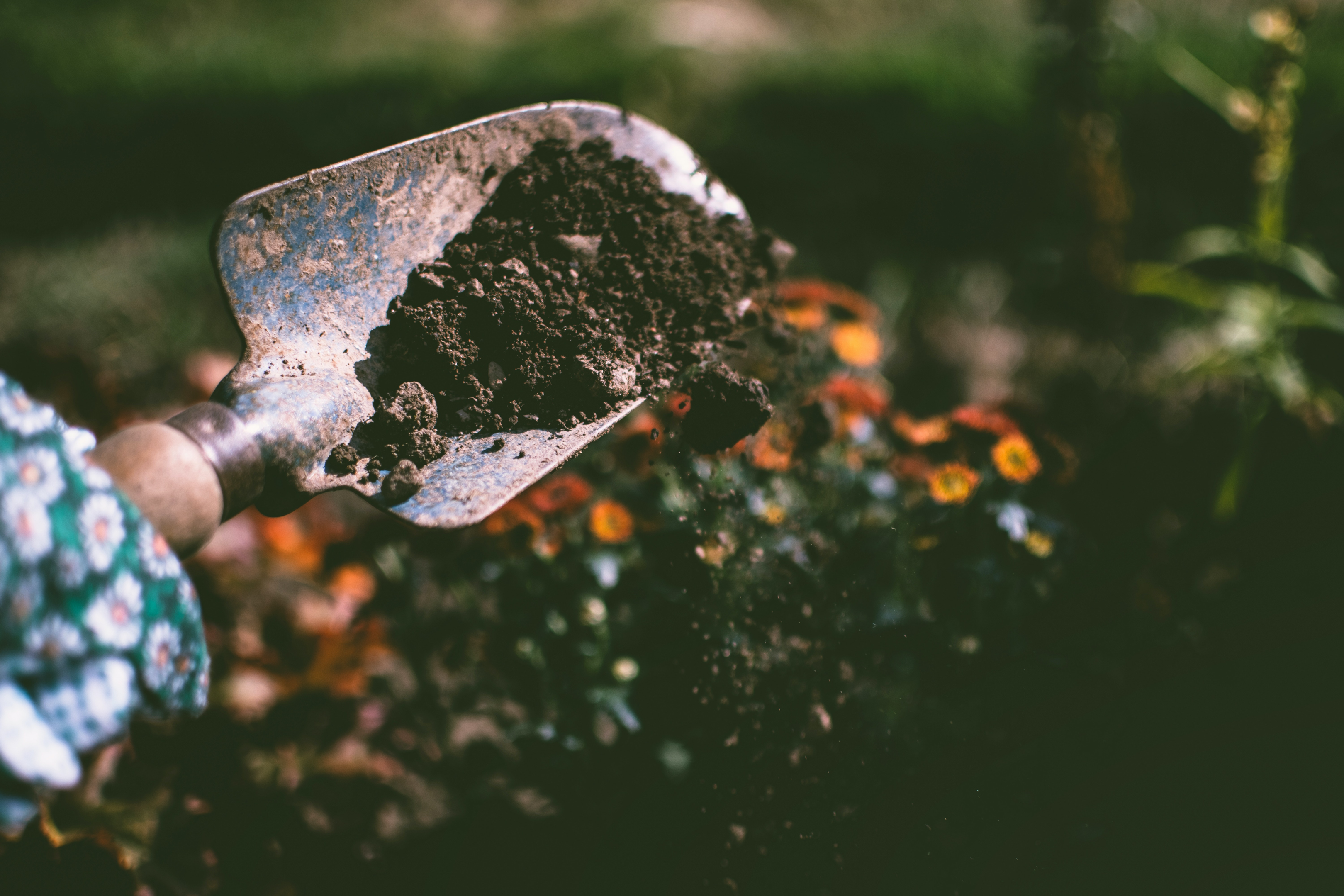 Old balcony soil is processed and spread in new pots