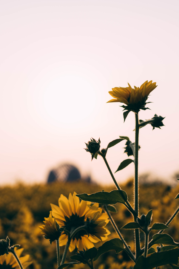 growing sunflowers in a field with a rosy sky