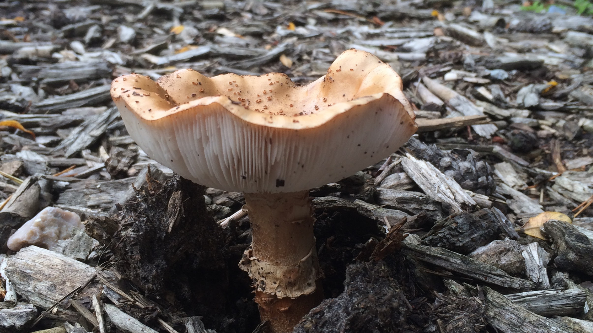 Wood chip mulch being used to grow mushrooms. 