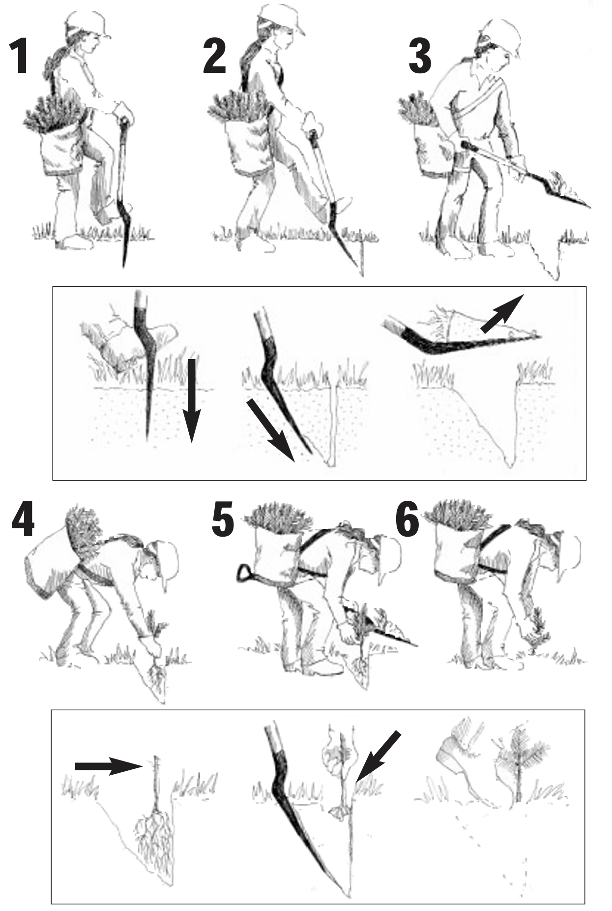 An illustration from the Ontario Woodlot Association showing where to plant tree seedlings and how to place the seedling roots.