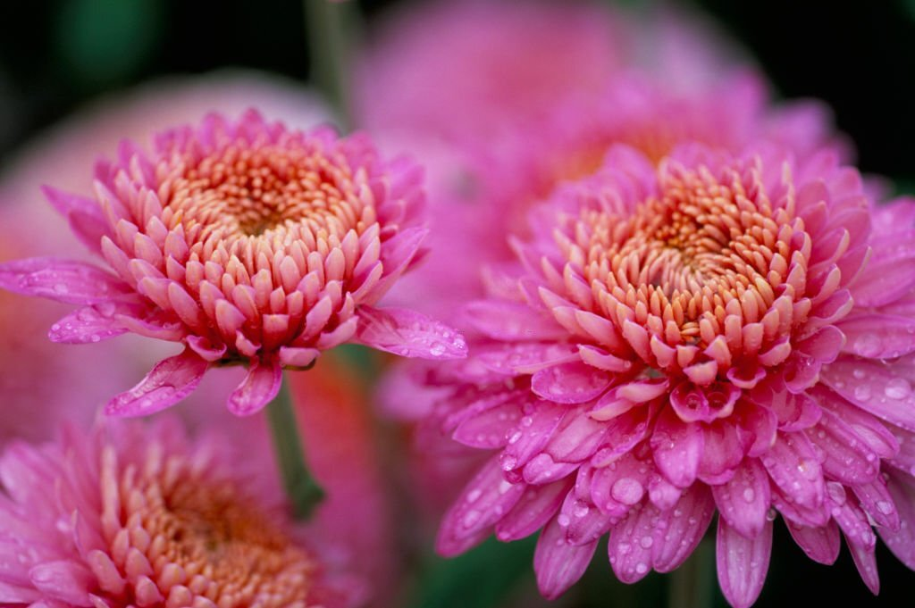 Chrysanthemum