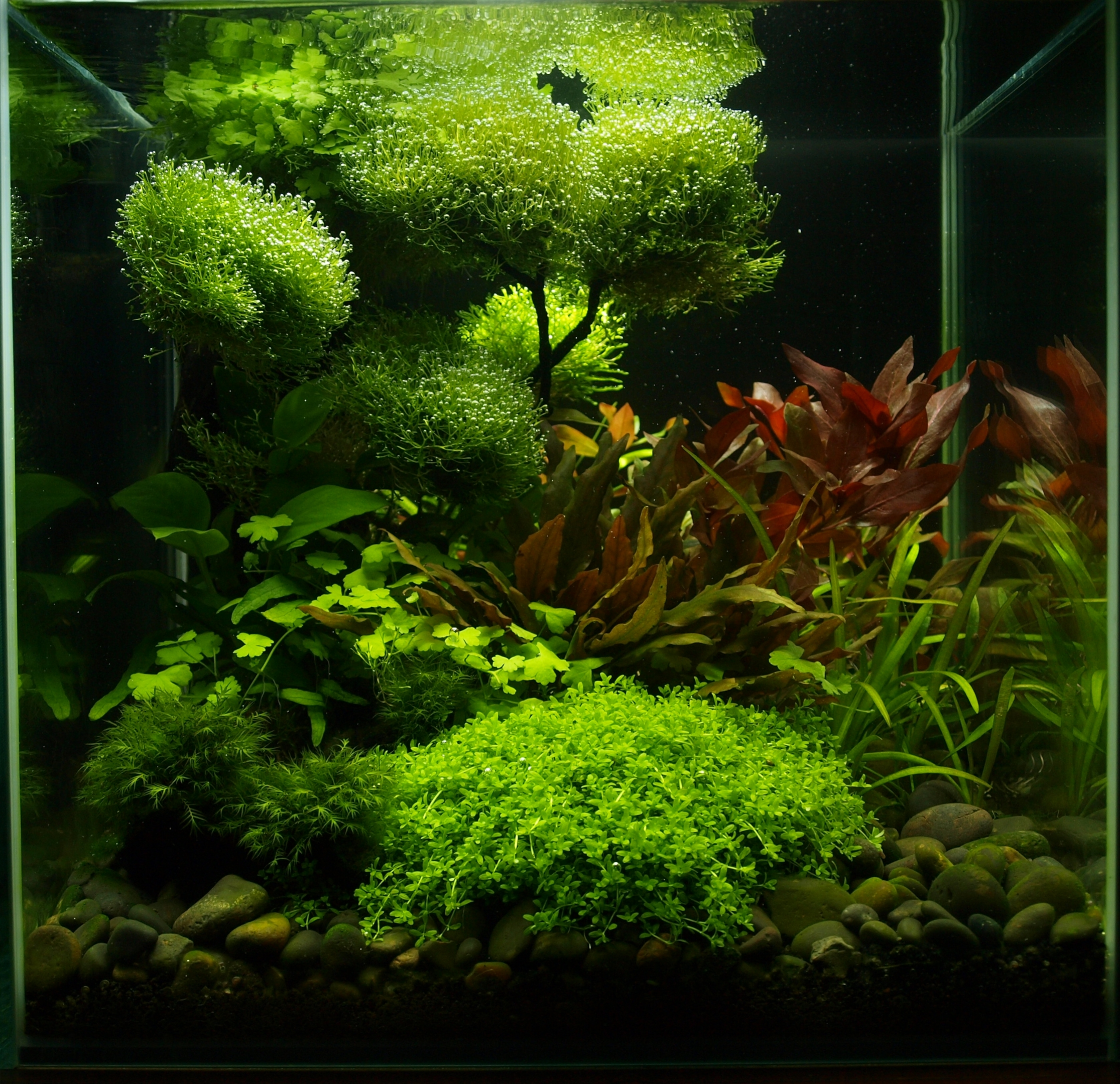 bonsai aquascape by Roy Smith