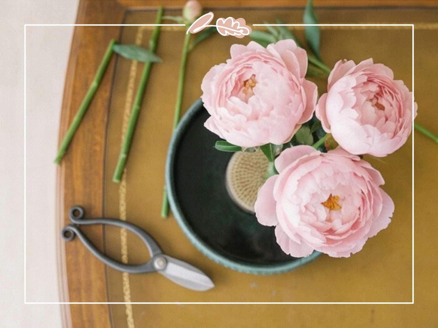 Overhead close-up of pink peonies arranged in a teal ceramic bowl with kenzan, brass scissors and cut stems on a wooden tray | Ikebana Tools | Fabulous Flowers & Gifts