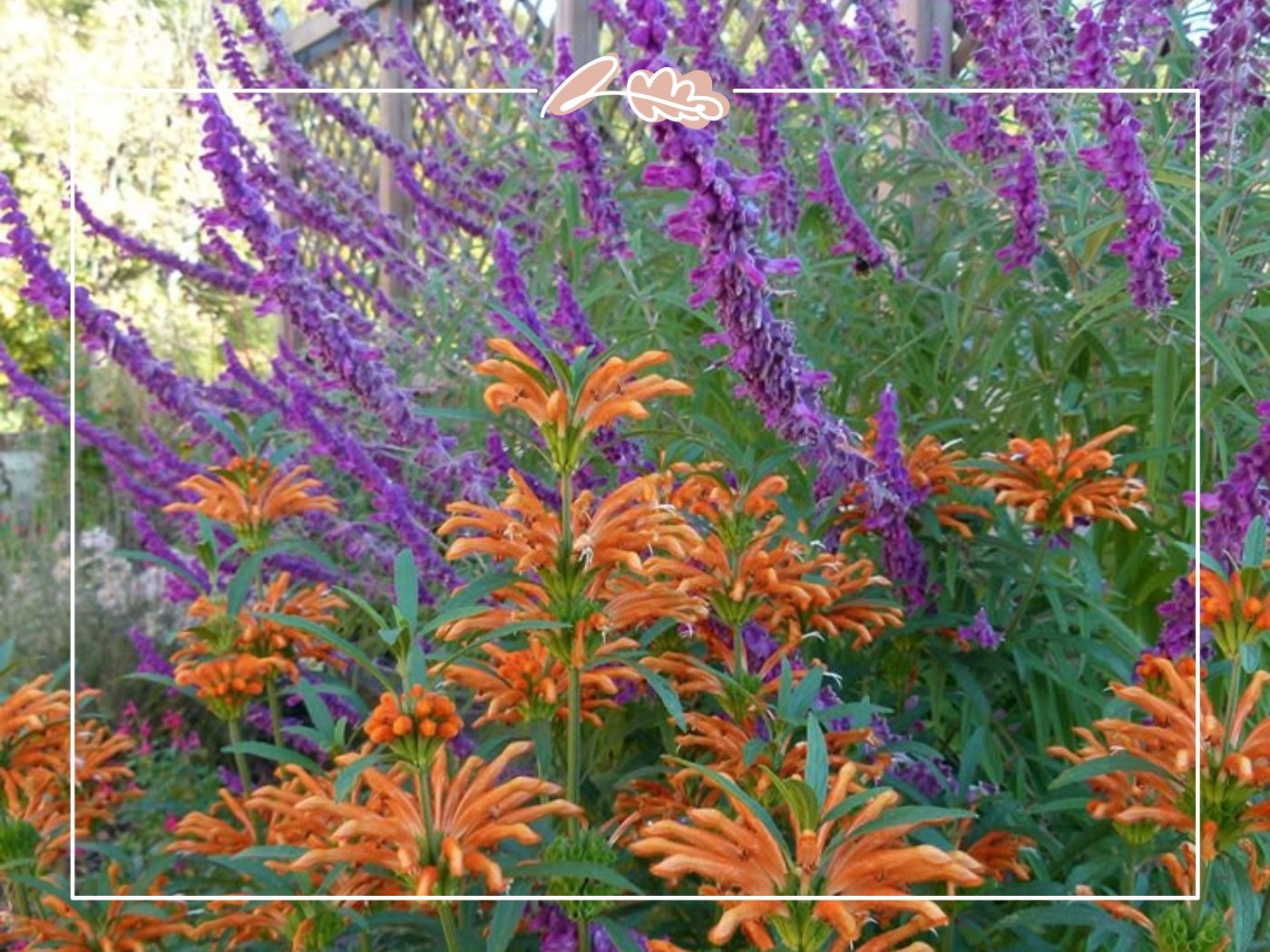 Orange lion’s ear and purple salvia in late-summer bloom – Top 50 Flower Species blog by Fabulous Flowers & Gifts.