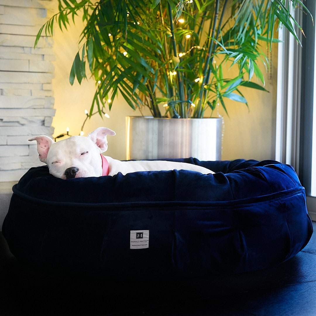 Hudson in the animals matter designer dog bed, the ali jewel ortho puff, orthopedic dog bed and a link to purchase.