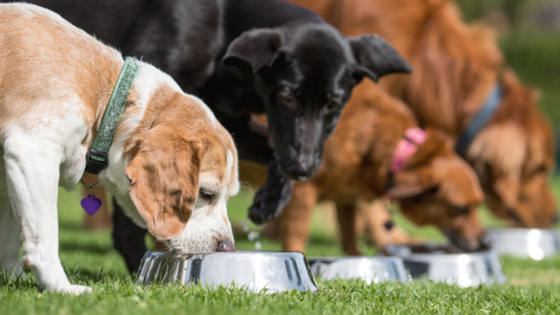 b79fcadc ed6b 4c0b bd22 2be1c3130c36 Can Dogs Eat Cheese? A Complete Guide to Cheese Consumption for Canines