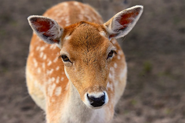 Baby Deer