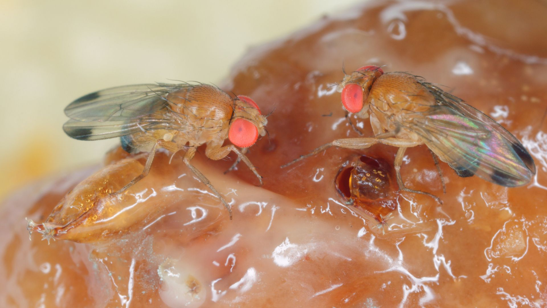An image of two fruit flies congregating on rotting organic material.