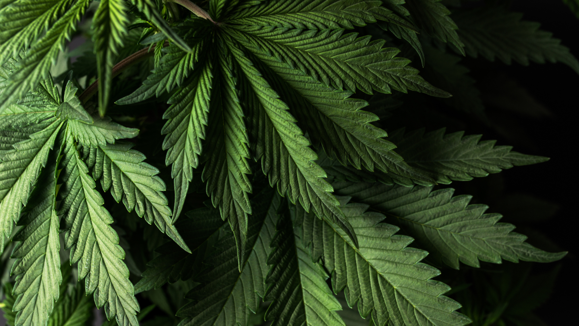 humulene terpene in marijuana plants