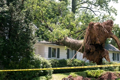 Why Tree Removal Is Important