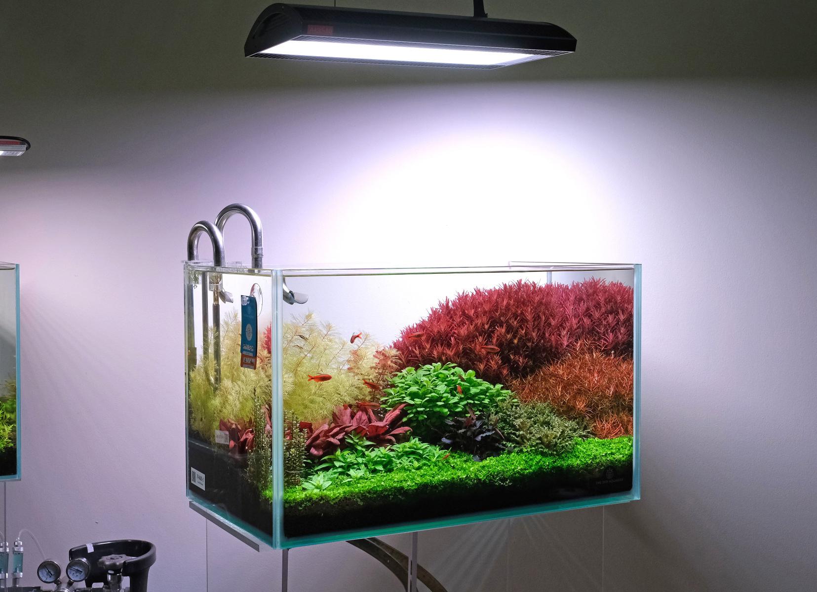 Lush freshwater aquarium with Monte carlo, Rotala 'blood red sg', Lobelia cardinalis