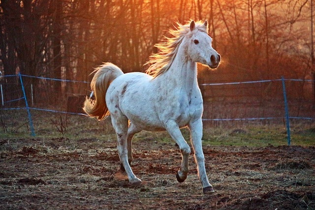 A white horse galloping. 