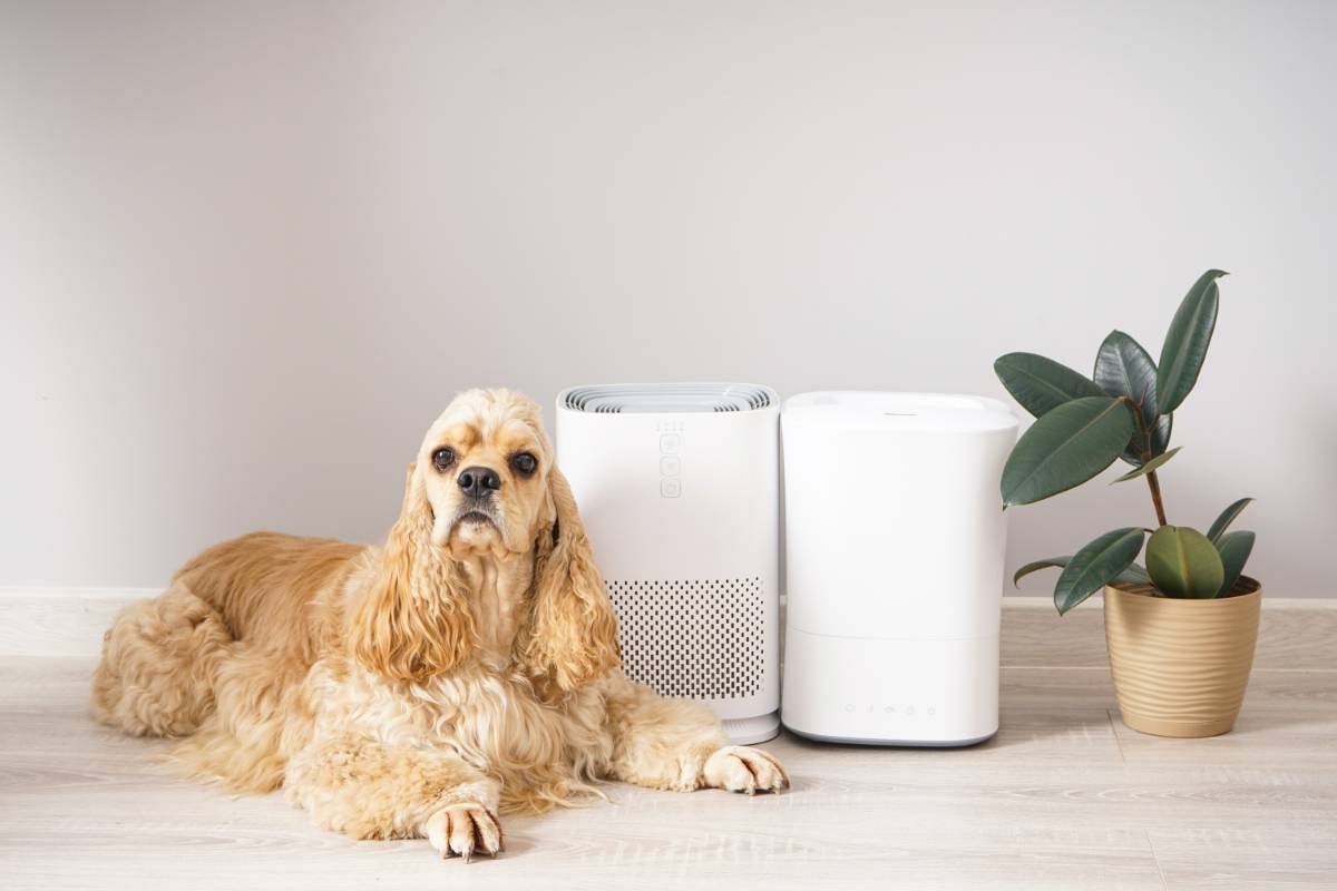 A long-haired dog is comfortably lying beside two air purifiers and a potted plant, highlighting how Air Purifiers for Dogs help maintain a pet-friendly home with clean air