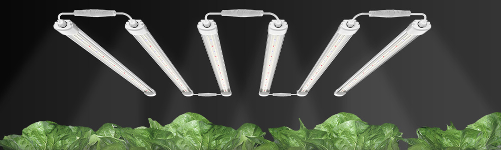 cold color temperature of best grow lights leds with rich blue light