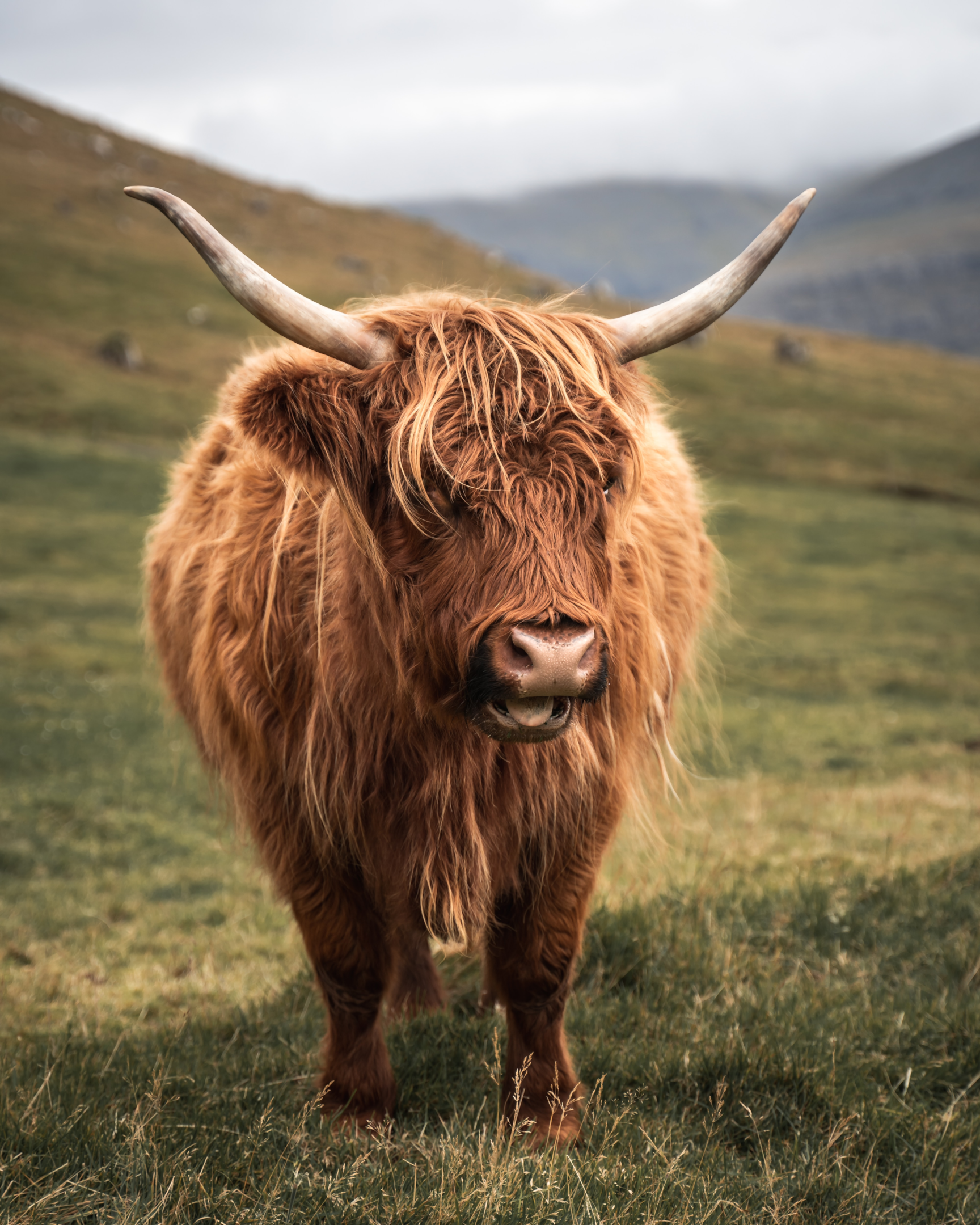 The Scotch Beef Brand includes a number of breeds from the iconic Highland cattle, to Angus Beef Scotland is famous for to more rare breed beef.