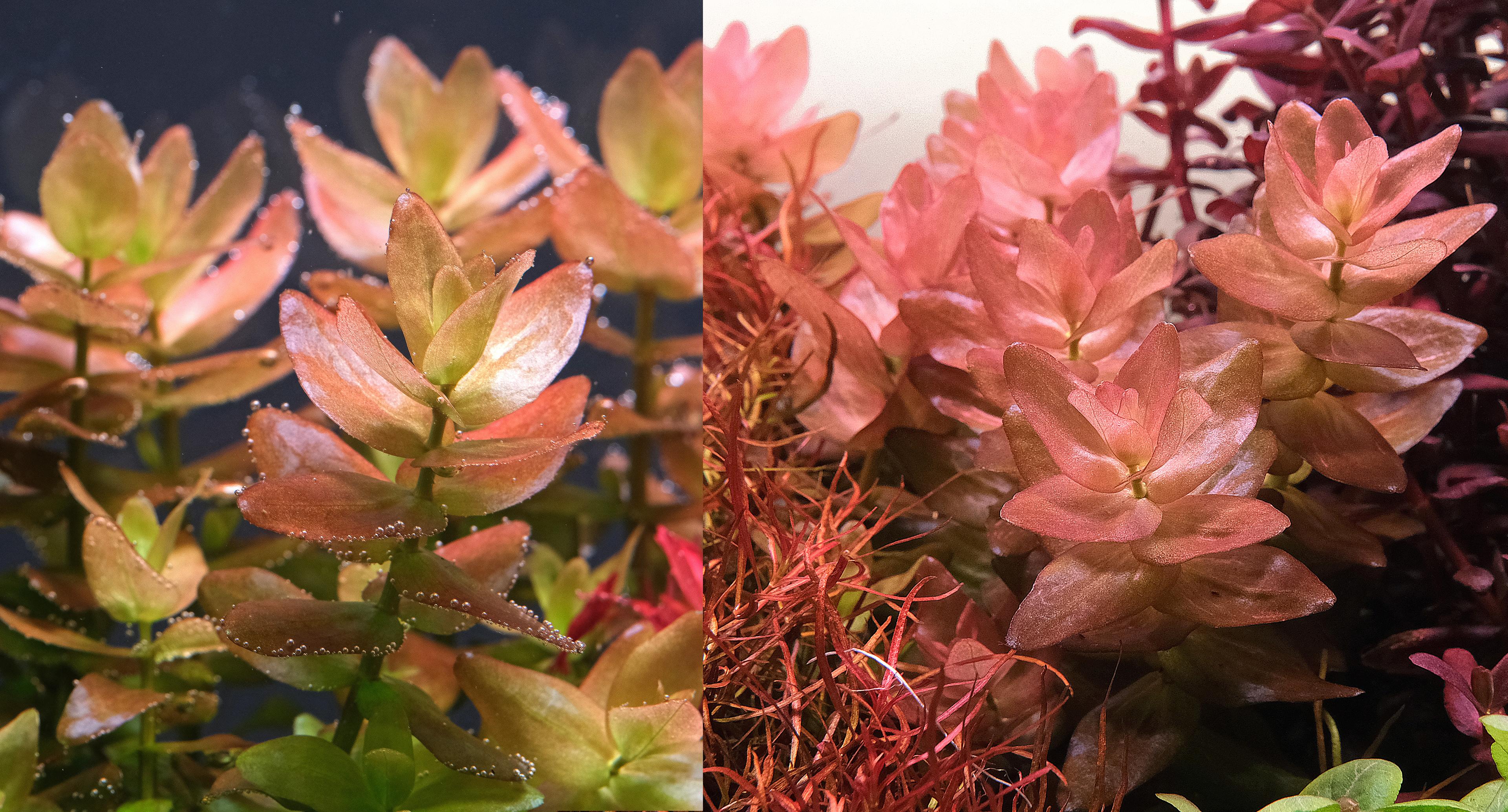 Bacopa caroliniana on the left and Bacopa colorata on the right.