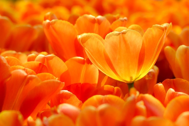 tulips, orange, flowers