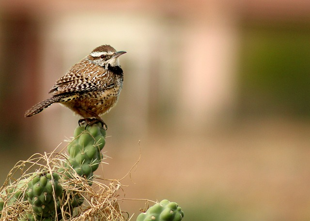 bird, wren,Birds that start with C