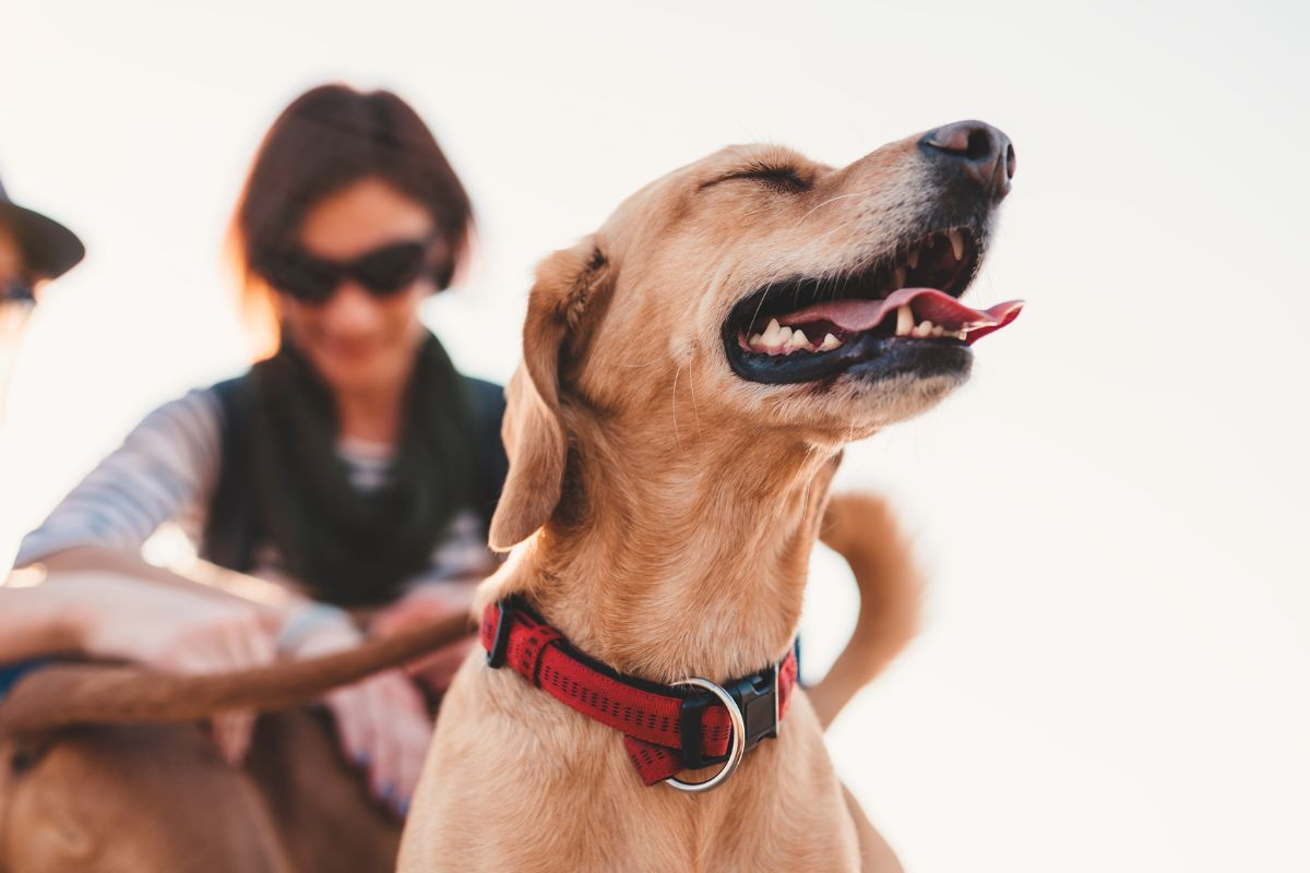 5 Ways to Convince Your Dog to Let You Brush Them