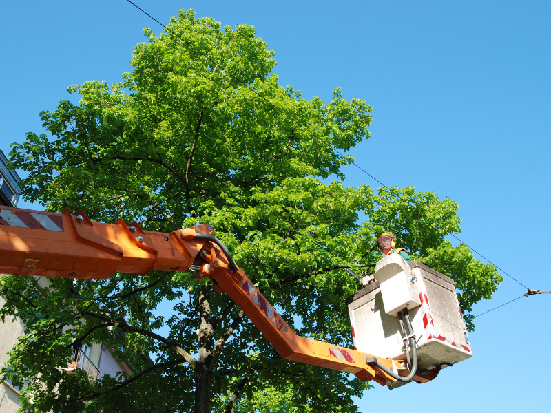 Image showing commercial tree trimming for Texas businesses.