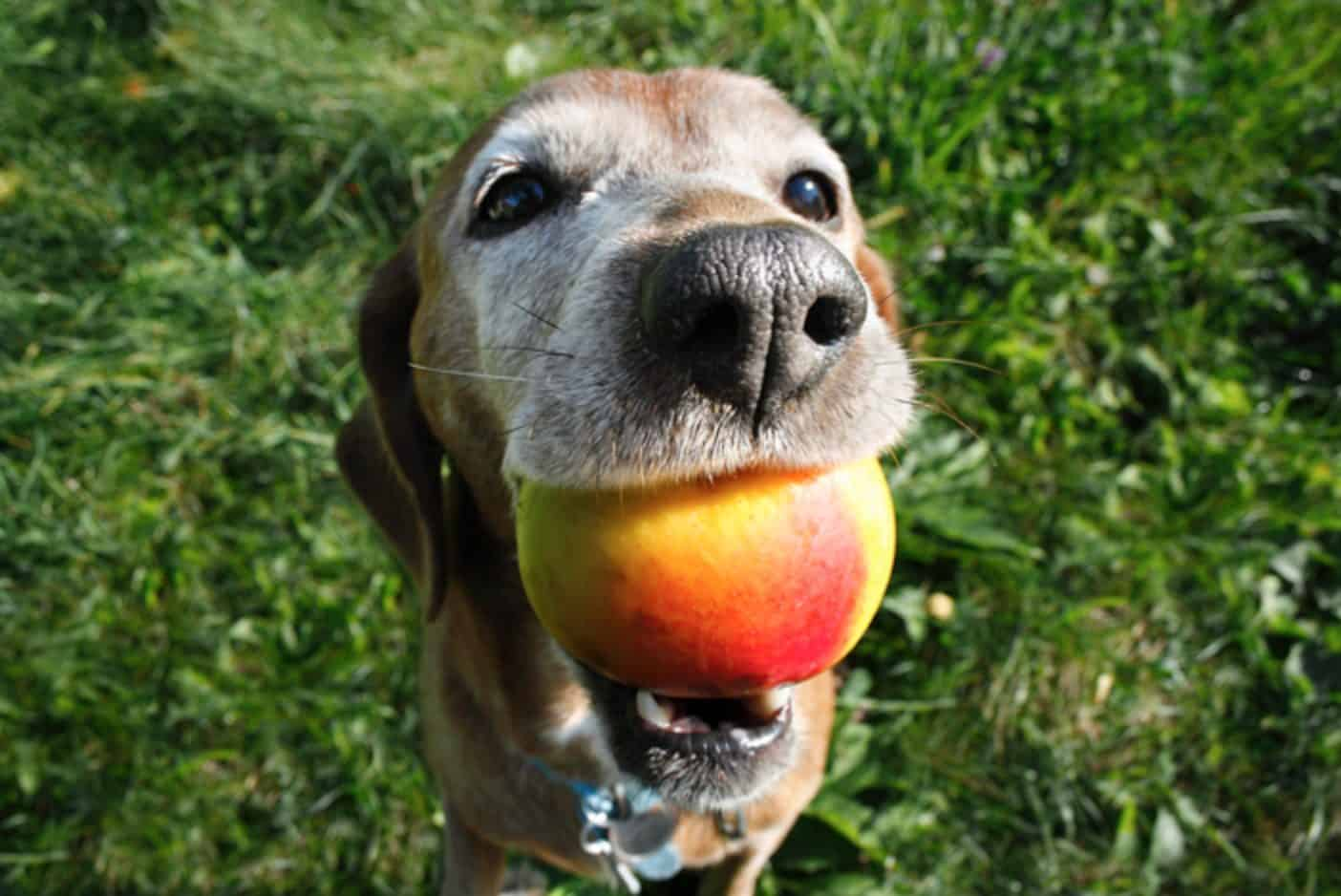 b88d9ed3 0cb0 45c9 a411 232bae26b8db Can Dogs Eat Mango? 6 Amazing Nutrients That You Need To Know