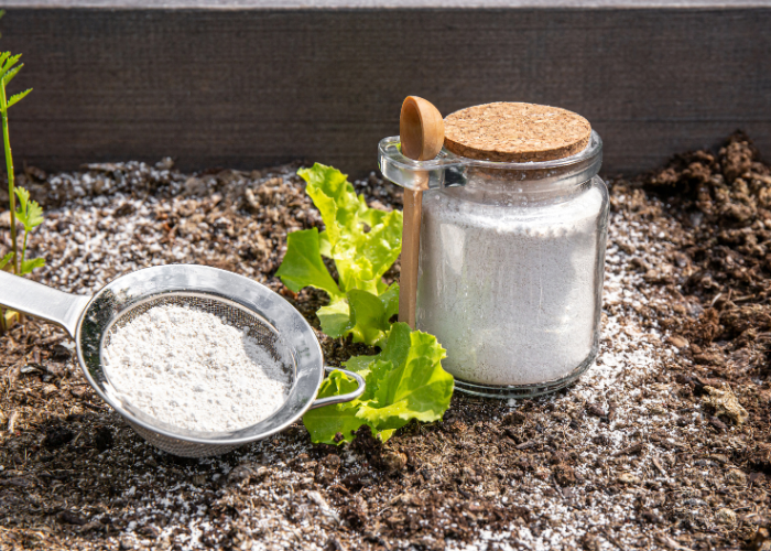 Diatomaceous earth powder