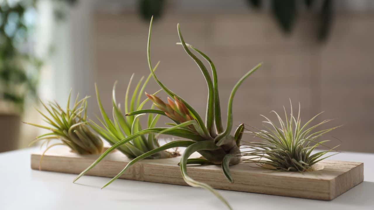 Air Plants: Care And Display Ideas For These Unique Plants