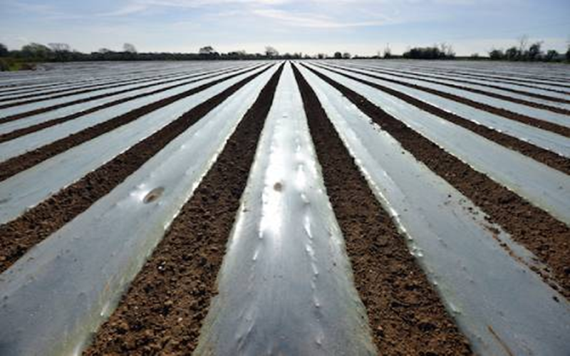 Application Of Polyethylene Plastic Sheets In Agriculture