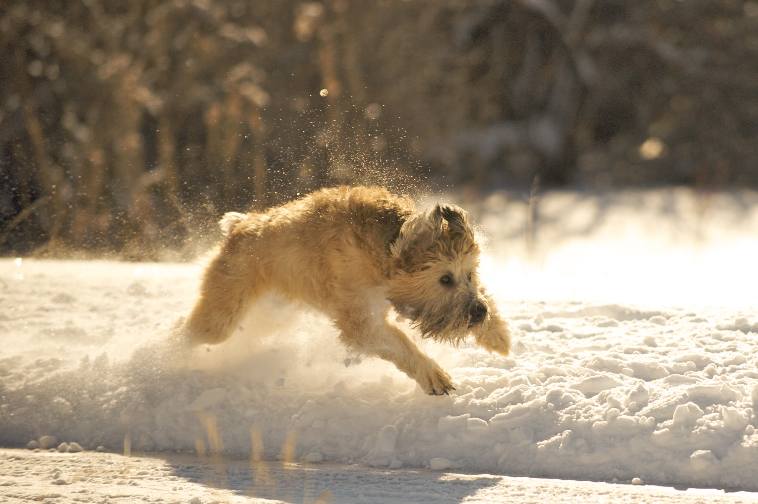 A Soft Coated Wheaten Terrier playing in the snow