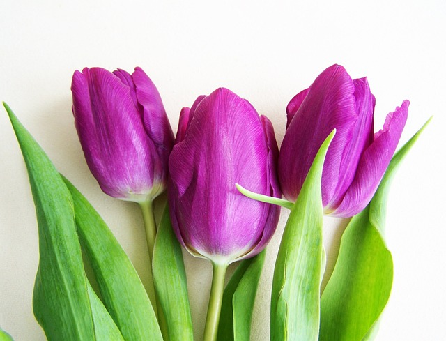 purple tulips, spring flower, plant
