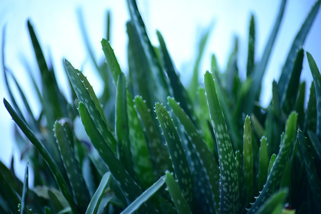 aloe vera, aloe barbadensis, lily of the desert