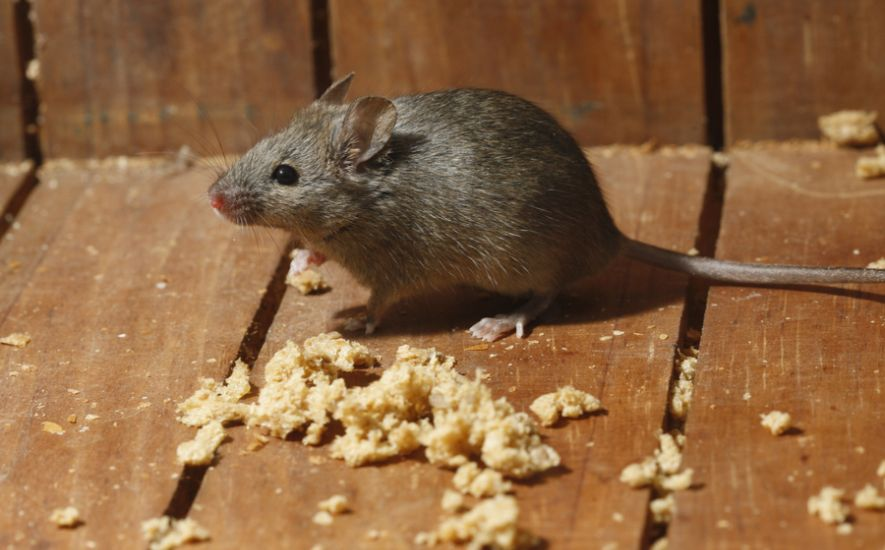 What to Do if Mice Enter Your RV
